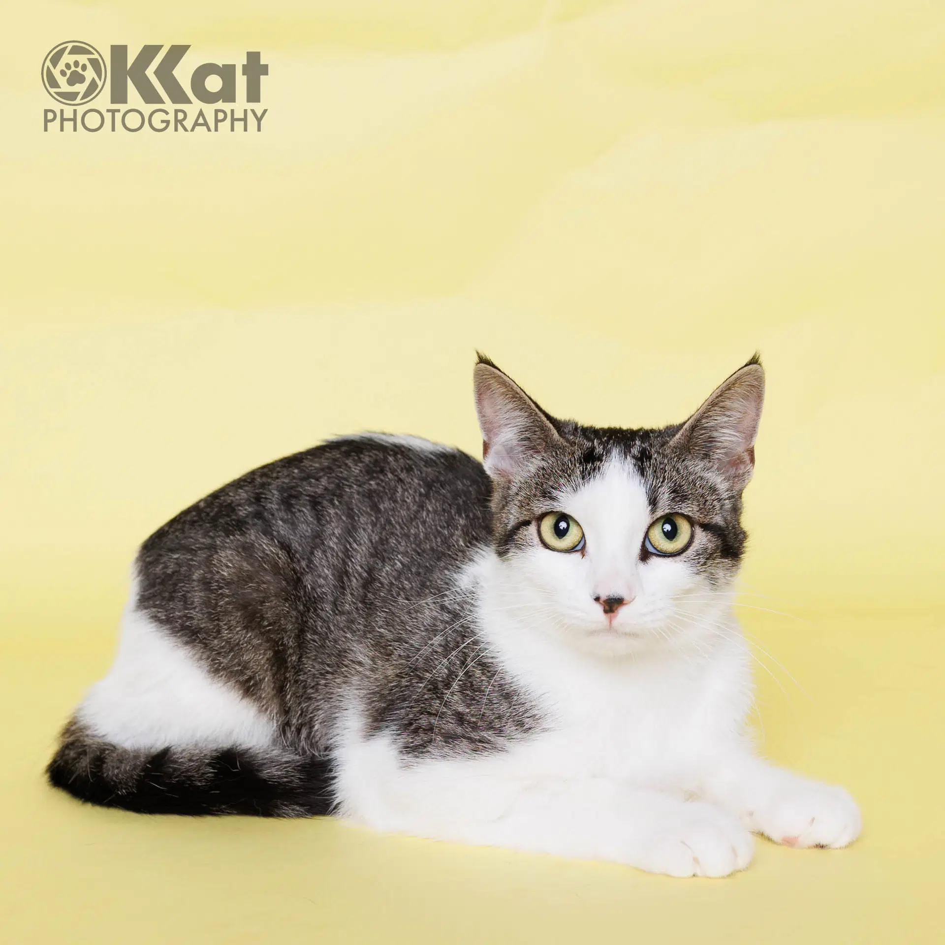 Little Mama - Domestic Short Hair
