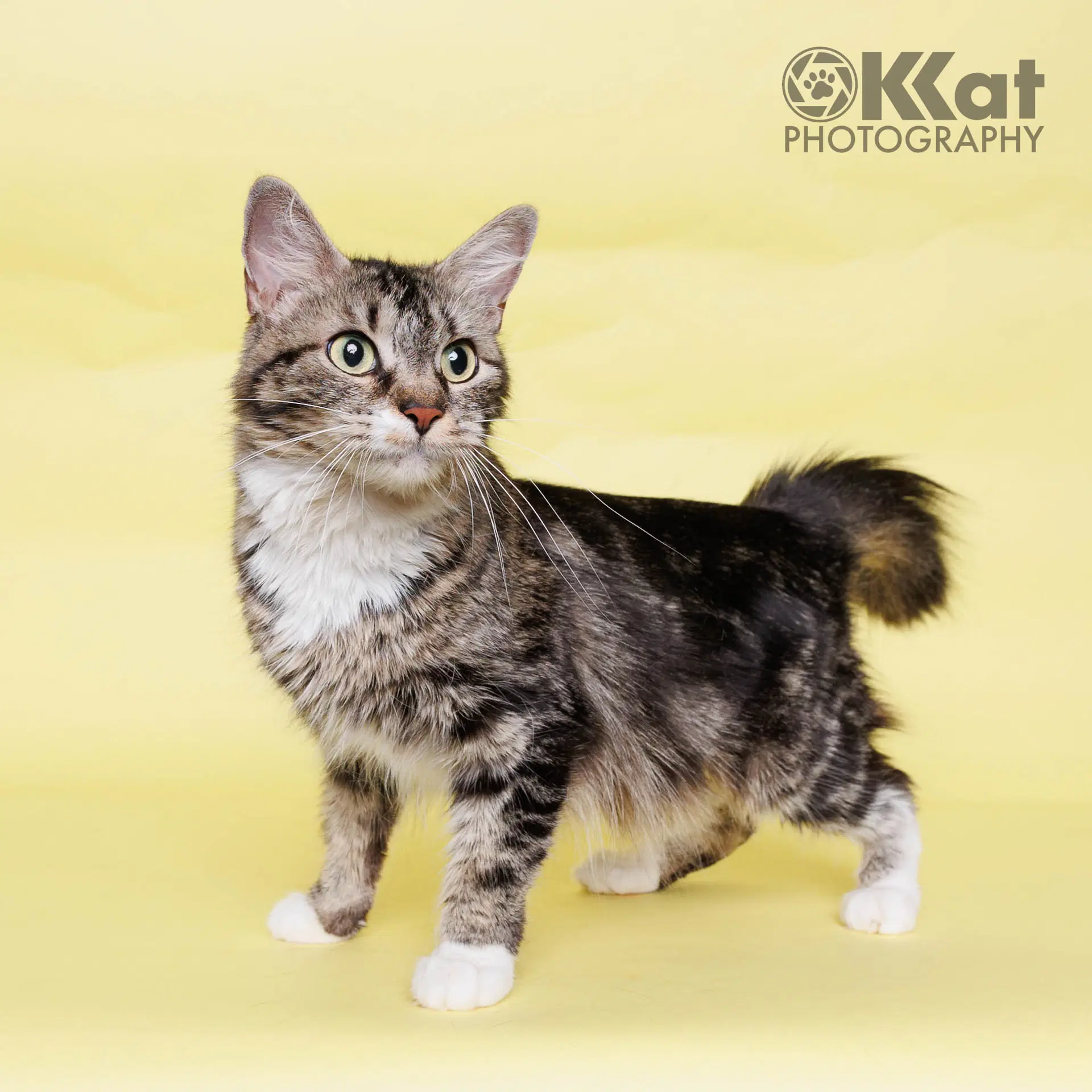 Mia - Domestic Long Hair
