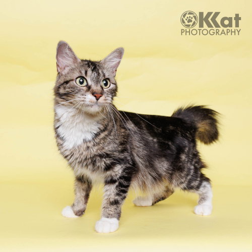 Mia, an adoptable Domestic Long Hair in Crescent, OK