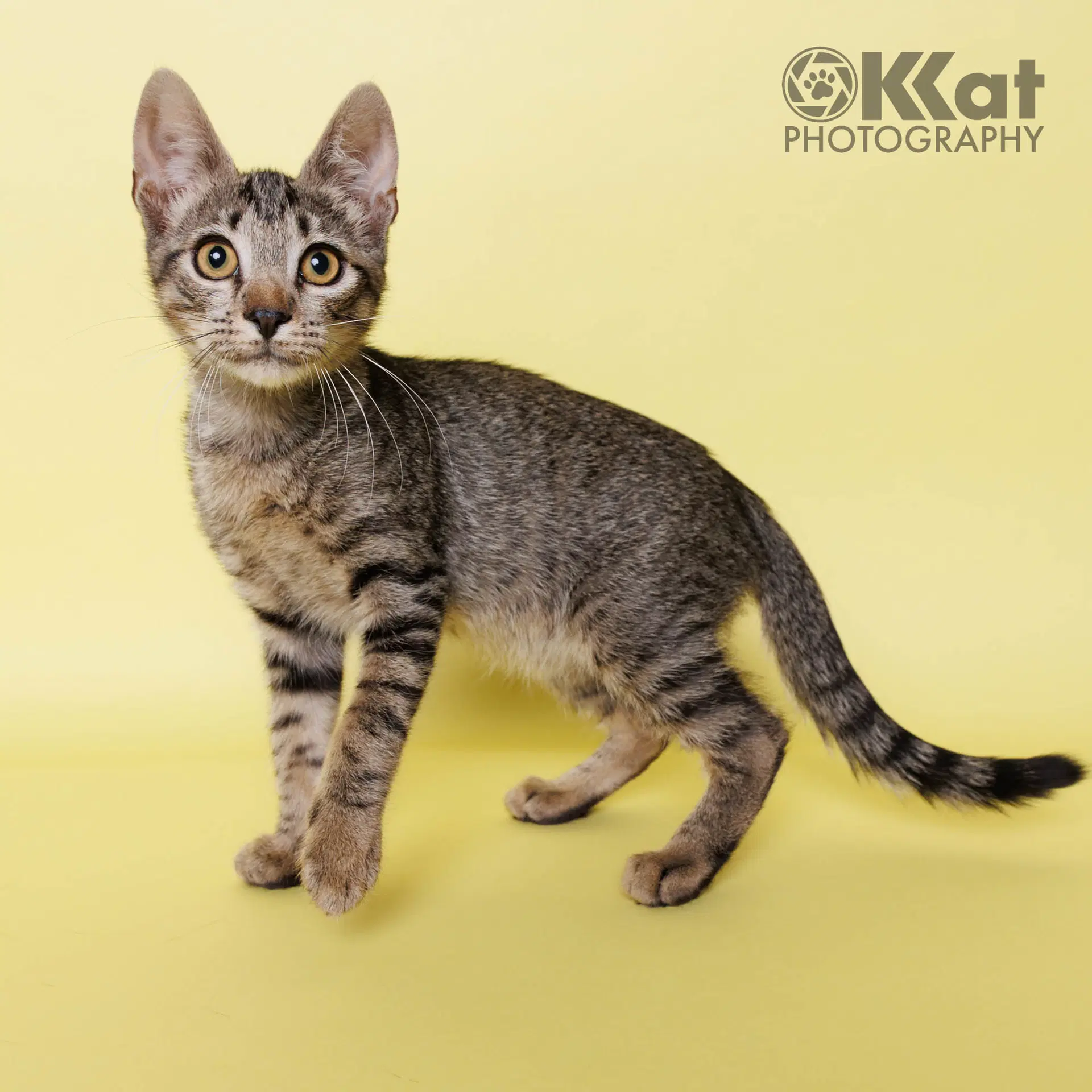 Meeps - Domestic Short Hair