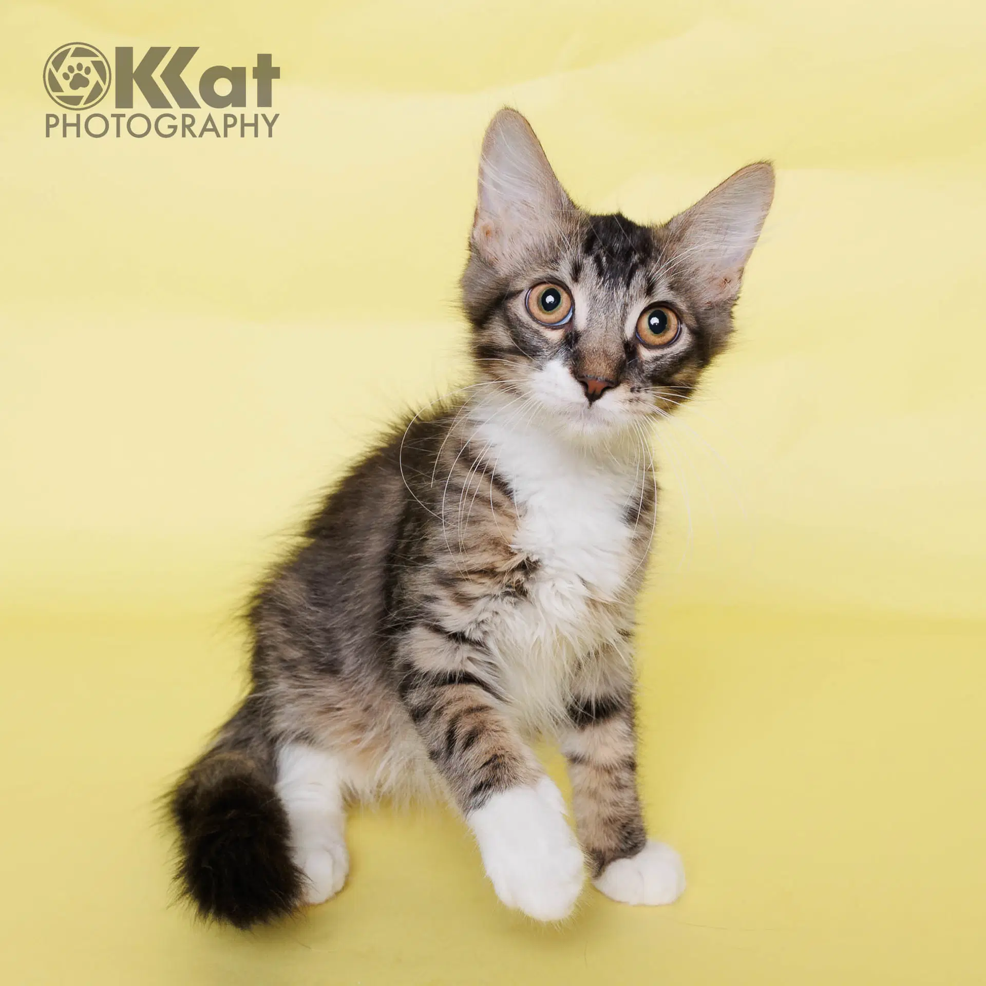 Boots - Domestic Long Hair
