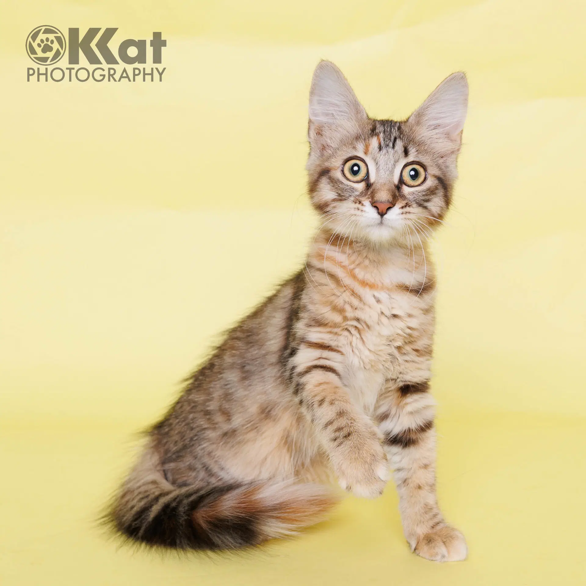 Tippy - Domestic Long Hair