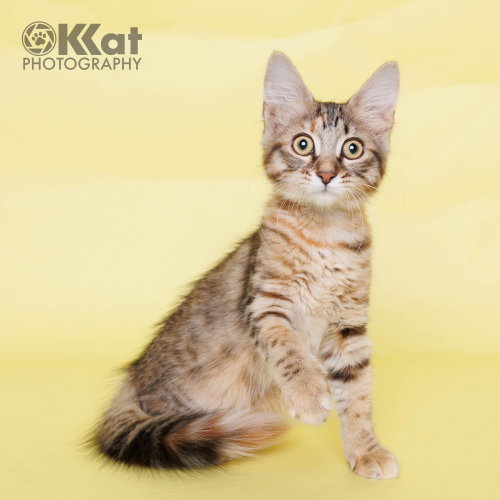 picture of the cat needing adoption