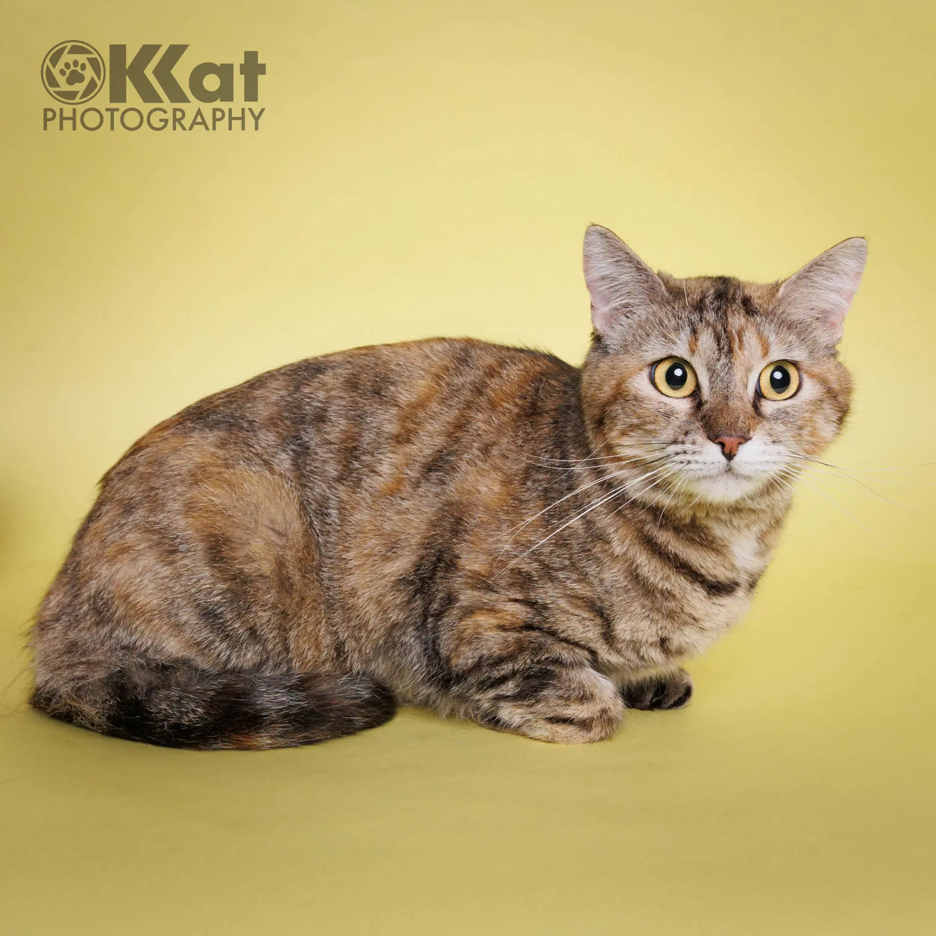 Squeaks - Domestic Short Hair
