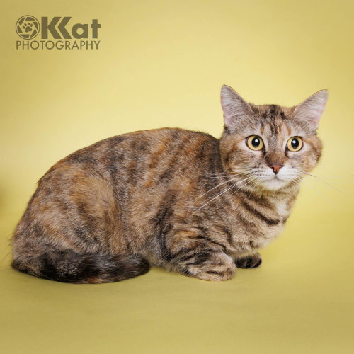 Squeaks, a cat for adoption from Misfits, Mutts and Meows, Inc.
