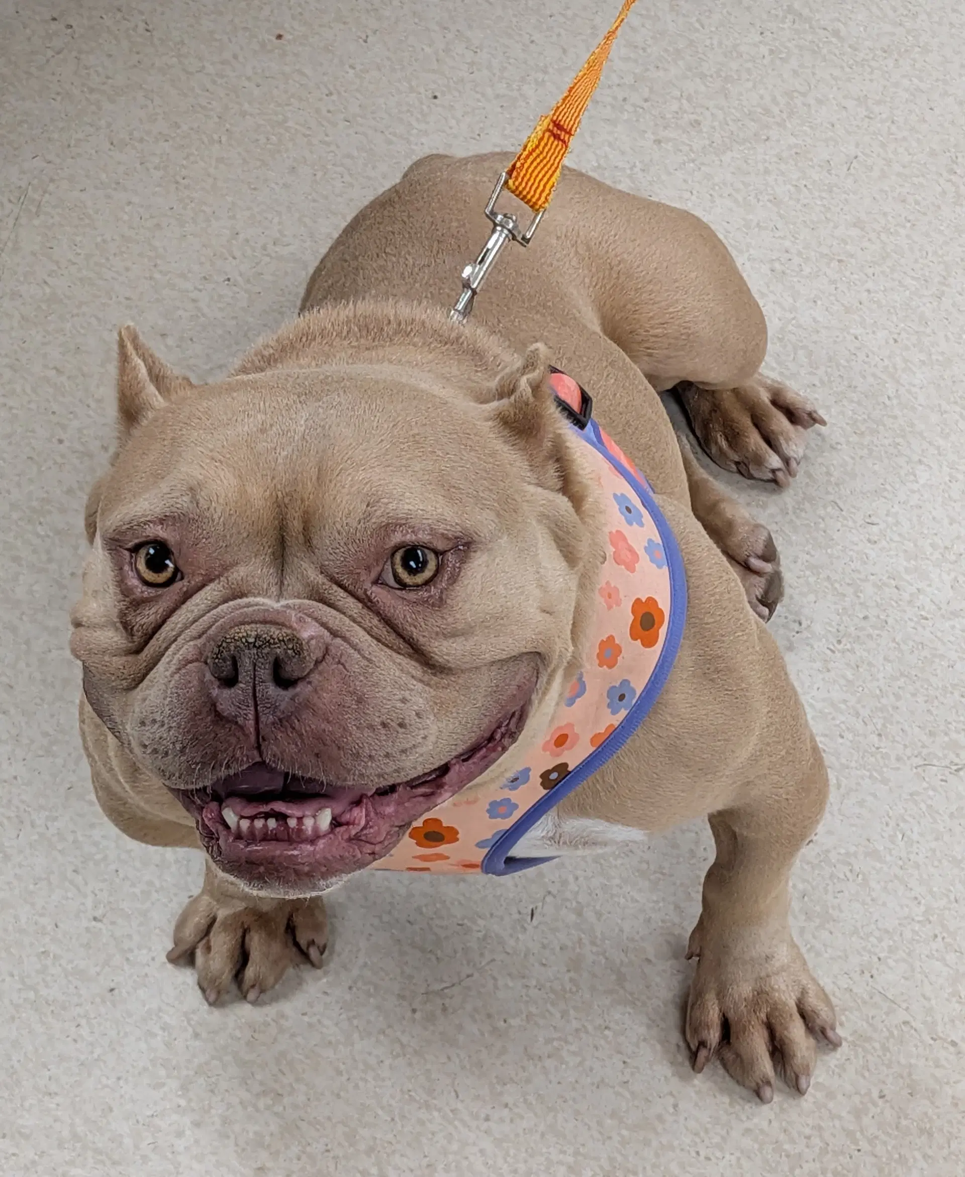 Olivia - French Bulldog