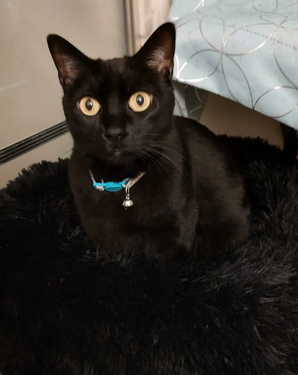 Oprah - Domestic Short Hair