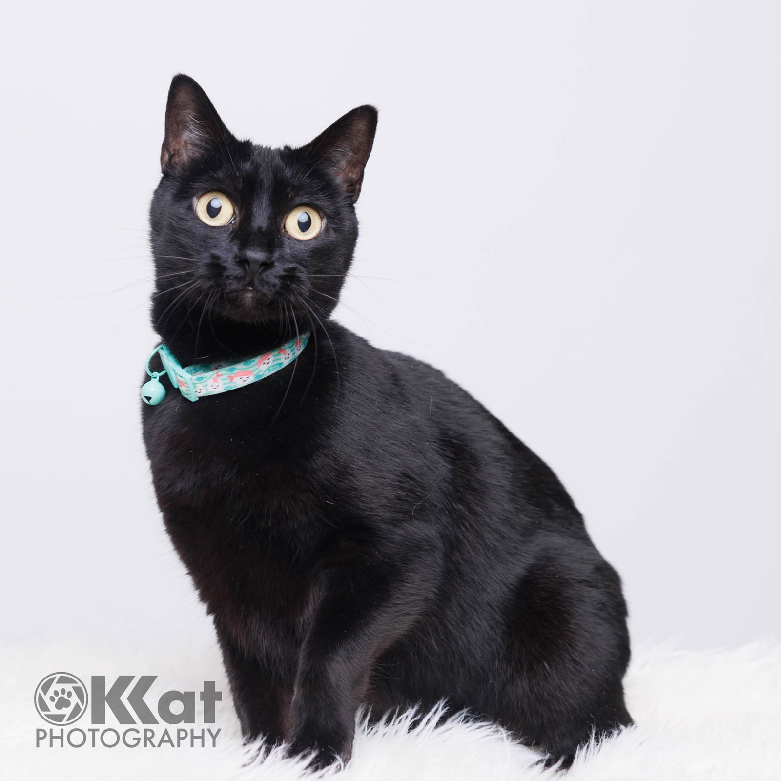 Oprah, Domestic Short Hair