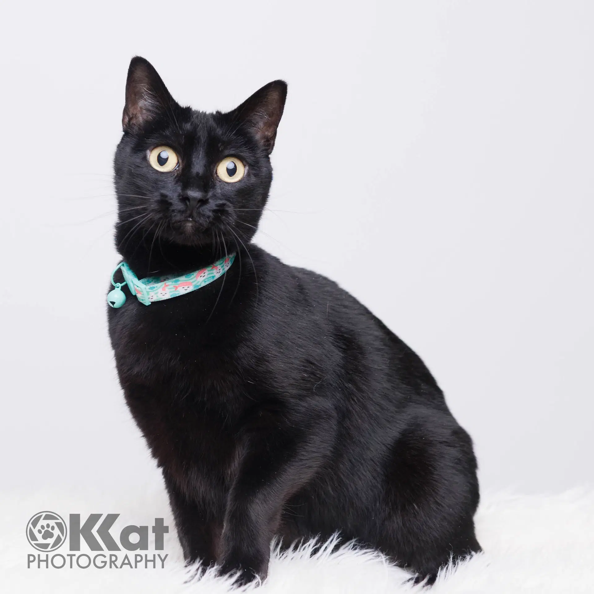 Oprah - Domestic Short Hair