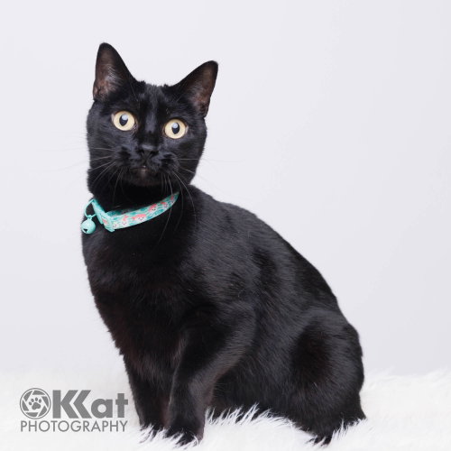 picture of the cat needing adoption
