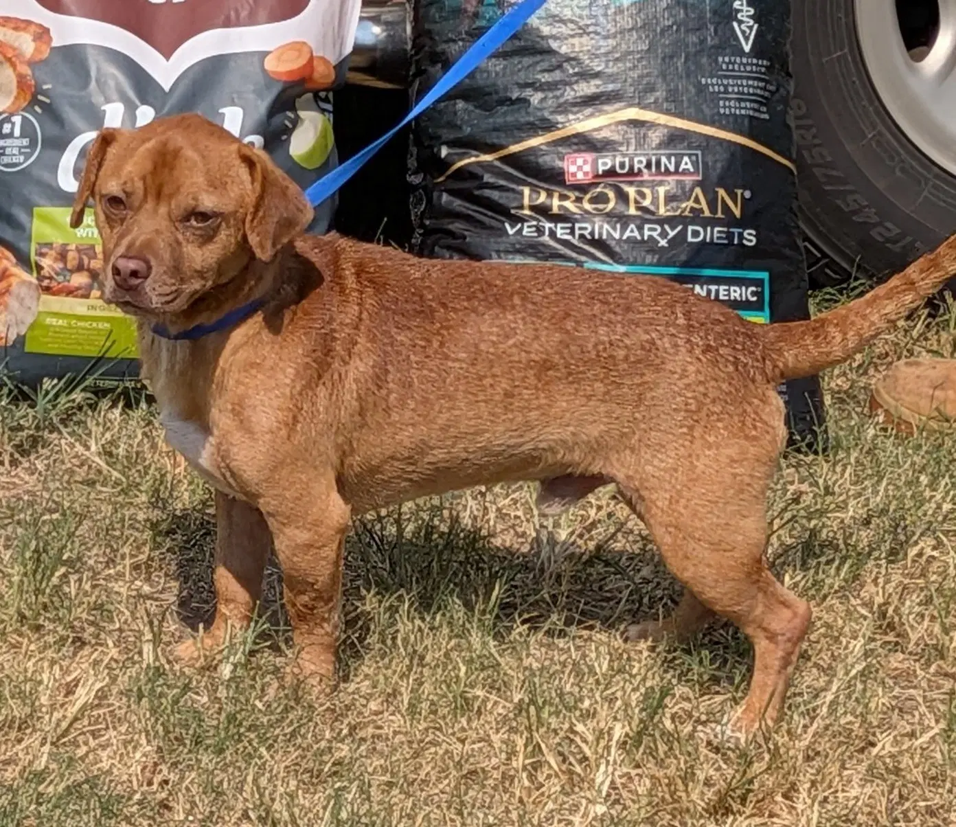 Oakley - Dachshund