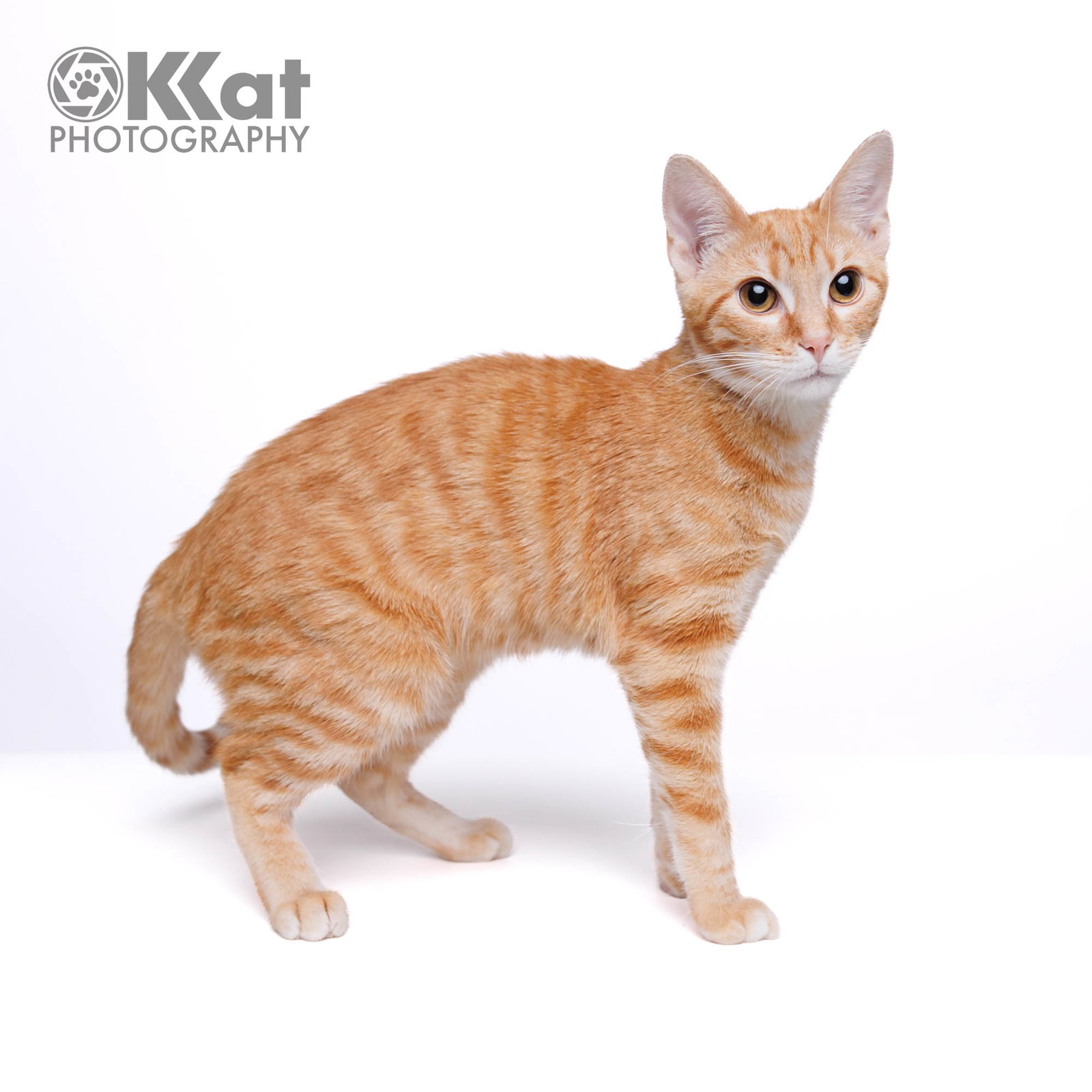 Sushi, Domestic Short Hair