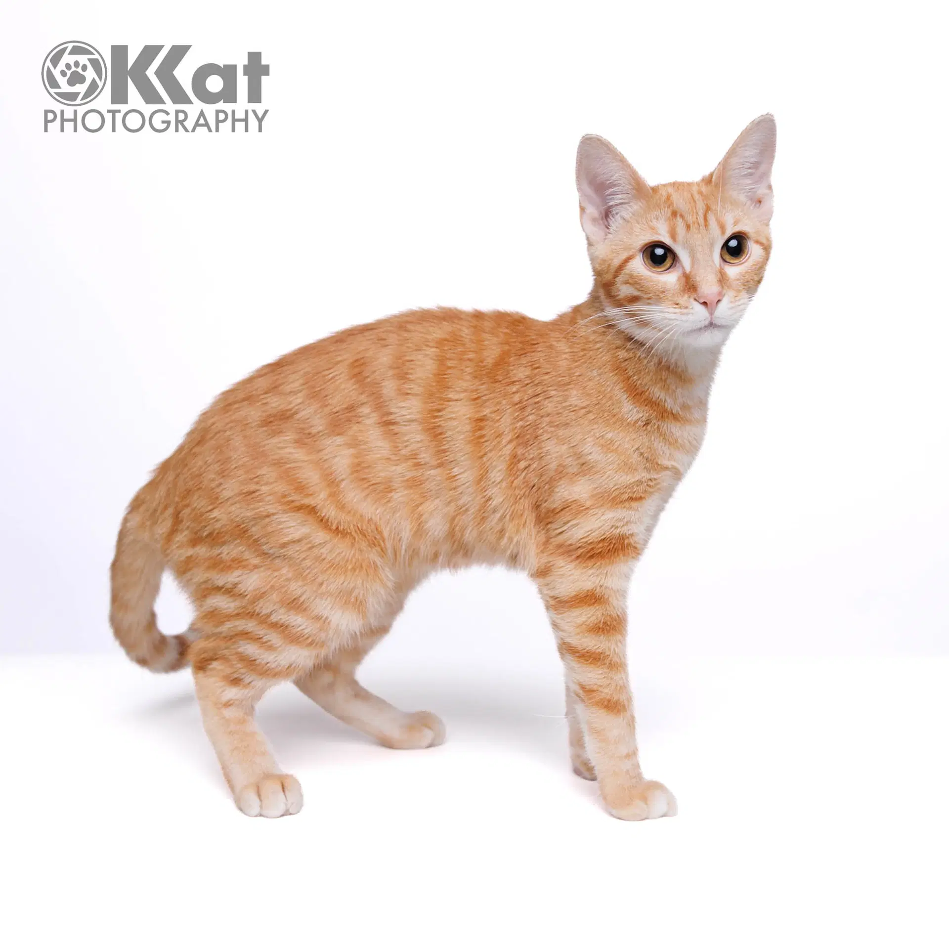 Sushi - Domestic Short Hair