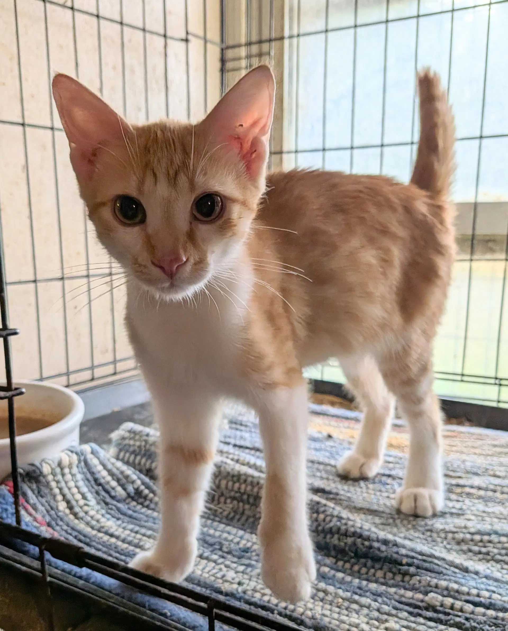 Ace - Domestic Short Hair