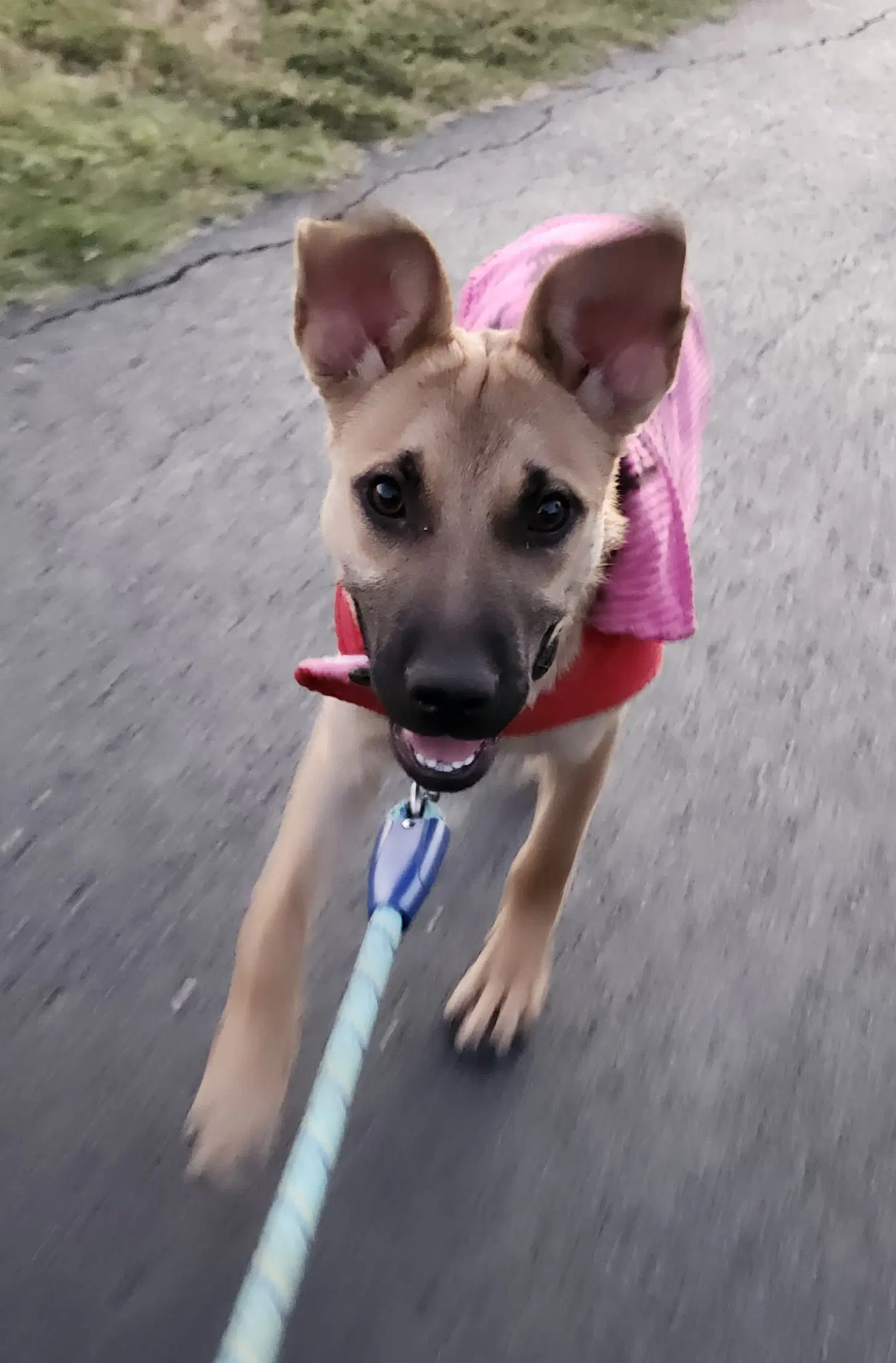 Ellie image 2