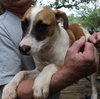 Bandit - Photo 2