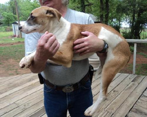 Bandit, photo 3
