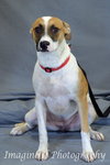 Bandit - Photo 1