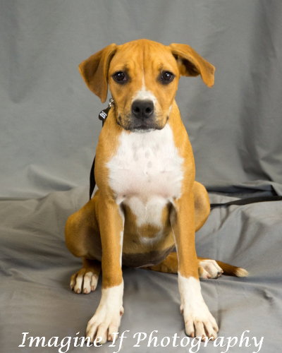Daisy, photo 7