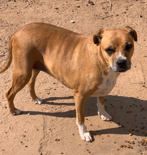 Daisy, photo 6
