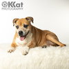 Daisy - Photo 1