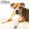 Daisy - Photo 2