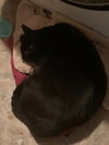 Bob - Photo 1