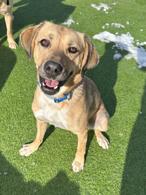 Mingo, a dog for adoption from Mountain Pet Rescue