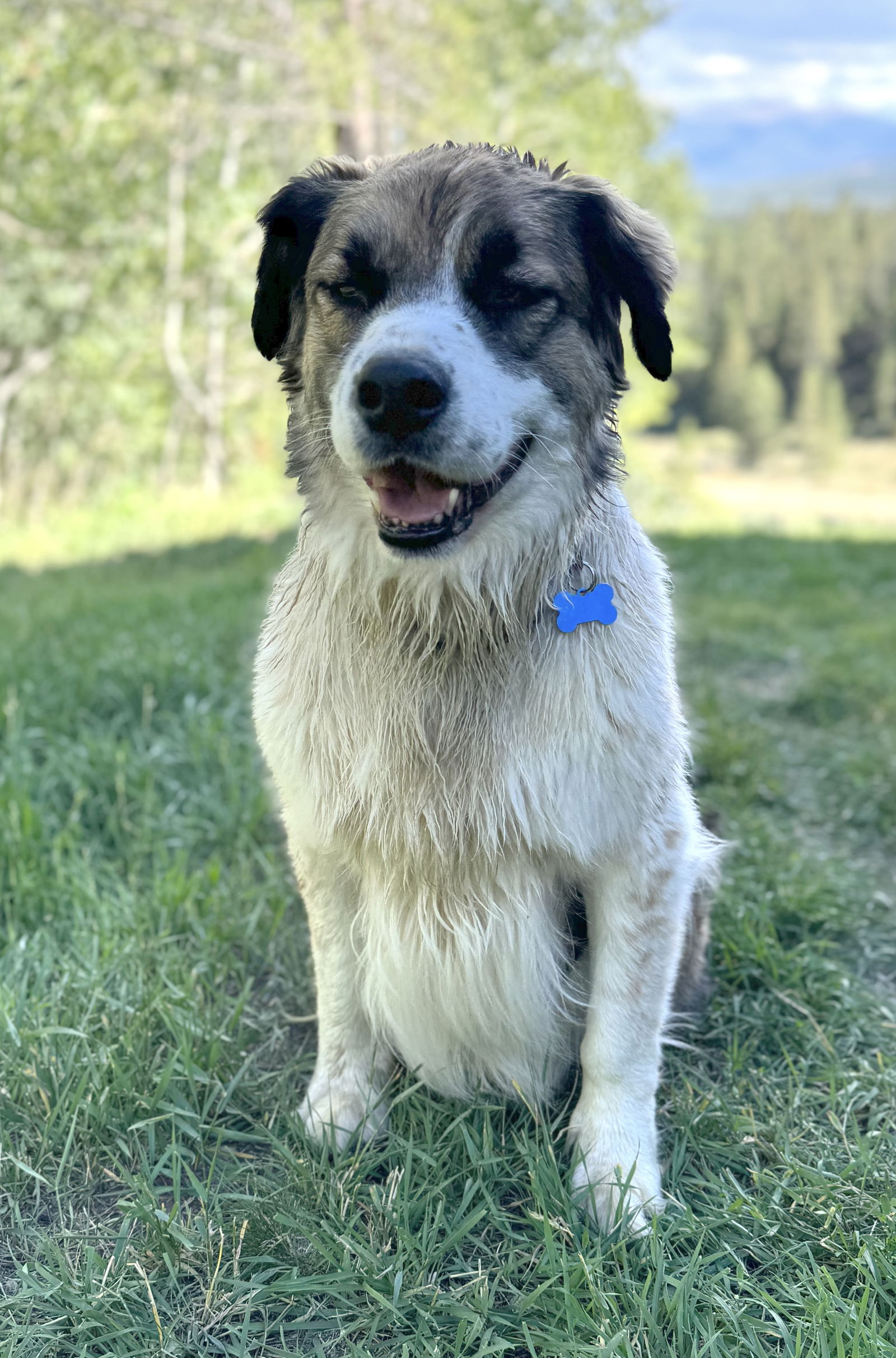 adoptable Dog in Winter Park, CO named Hoss