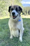 adoptable Dog in Winter, WI named Hoss