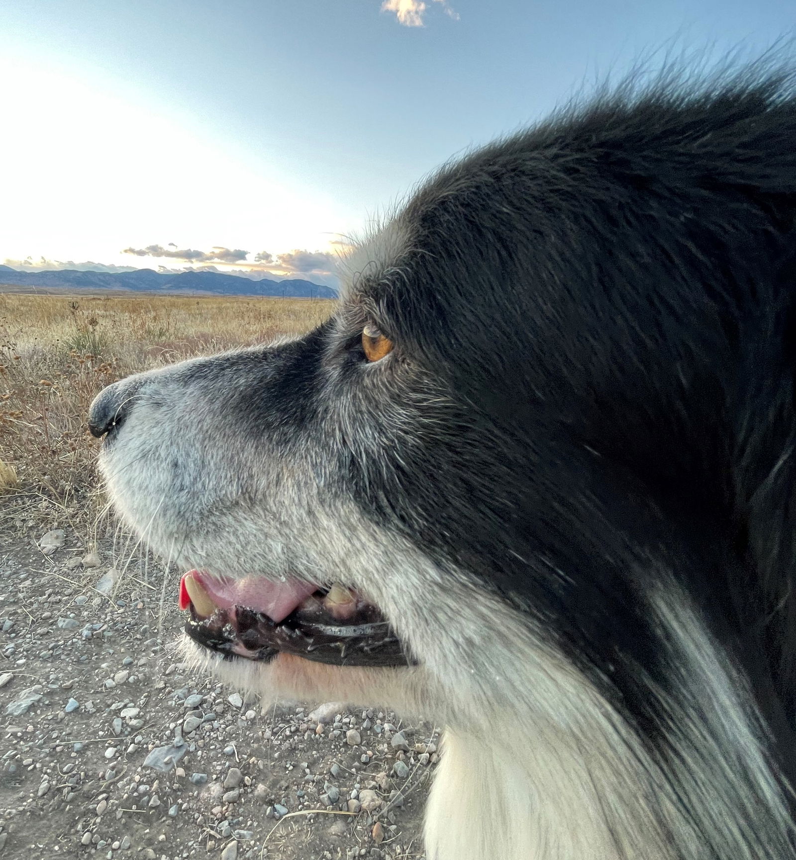 Ellie