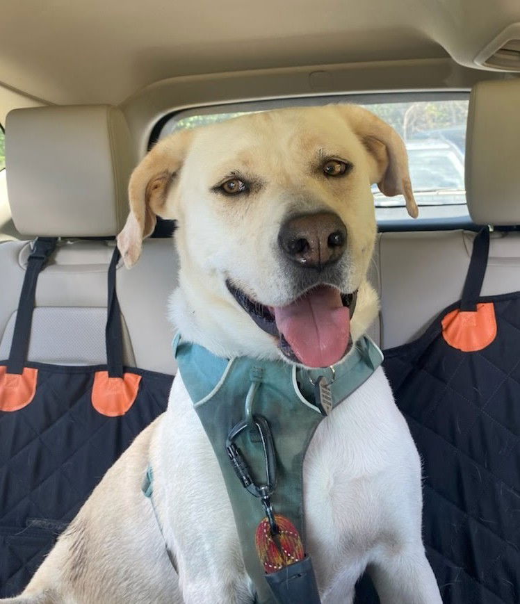 adoptable Dog in Winter Park, CO named Luna/Blanca