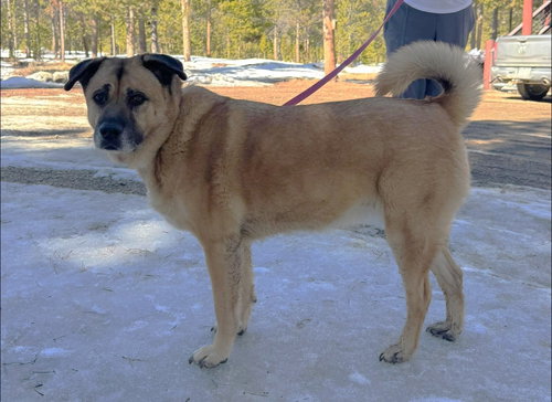 Sam, an adoptable Anatolian Shepherd in Winter Park, CO