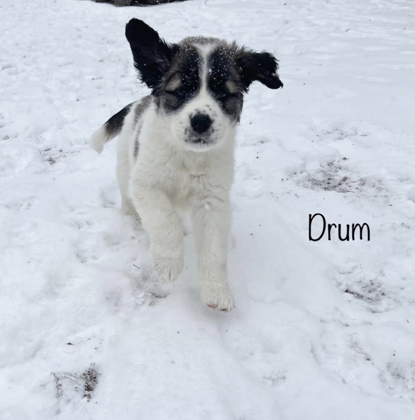 Dog for Adoption Drum, a Great Pyrenees in Wheat Ridge, CO Alpha Paw