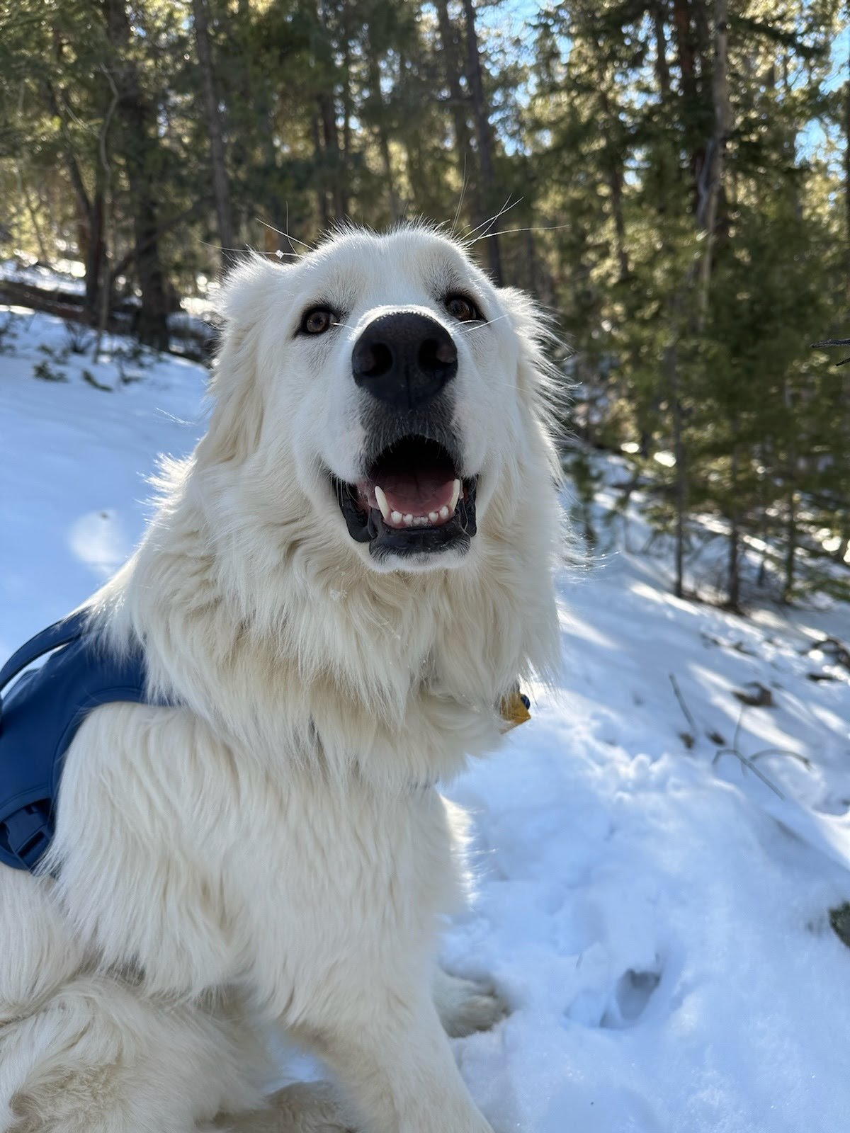 adoptable Dog in Winter Park, CO named Zero aka Indy