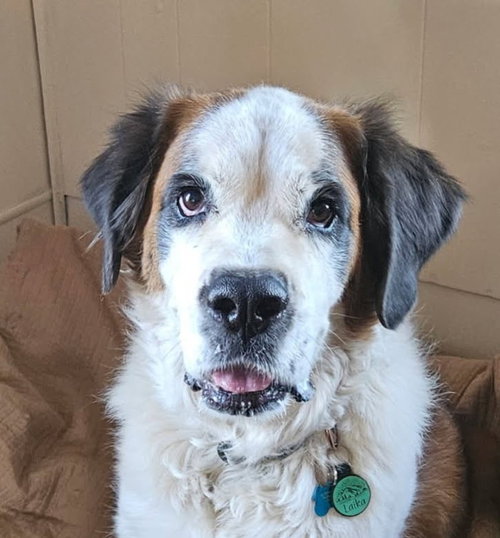 Laika, a dog for adoption from Mountain Pet Rescue