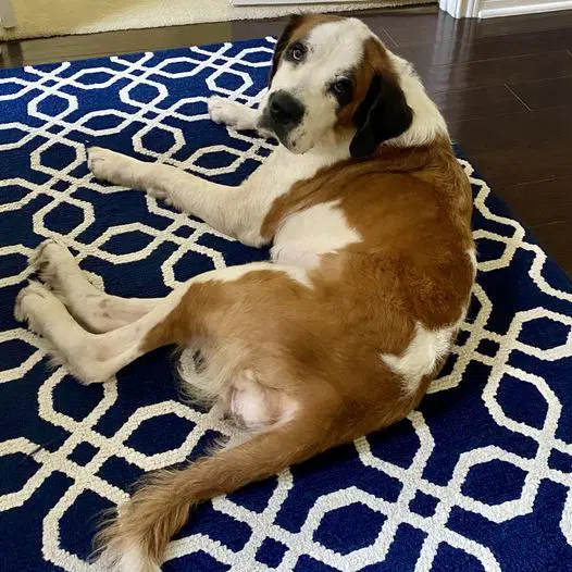 Laika - Saint Bernard