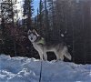 adoptable Dog in winter park, CO named Yuki