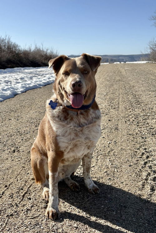 picture of the dog needing adoption
