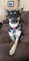 adoptable Dog in , CO named Lila