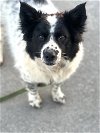 adoptable Dog in winter park, CO named Lobo