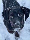 adoptable Dog in winter park, CO named Sunni