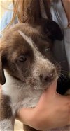 adoptable Dog in , CO named Splash