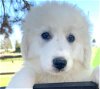 adoptable Dog in winter, WI named Casper