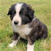 adoptable Dog in , CO named Neva