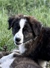 adoptable Dog in winter park, CO named Neva