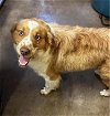adoptable Dog in  named Butter