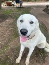 adoptable Dog in winter park, CO named Turley