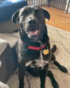 adoptable Dog in winter, WI named Nori