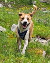 adoptable Dog in Winter, WI named Copper